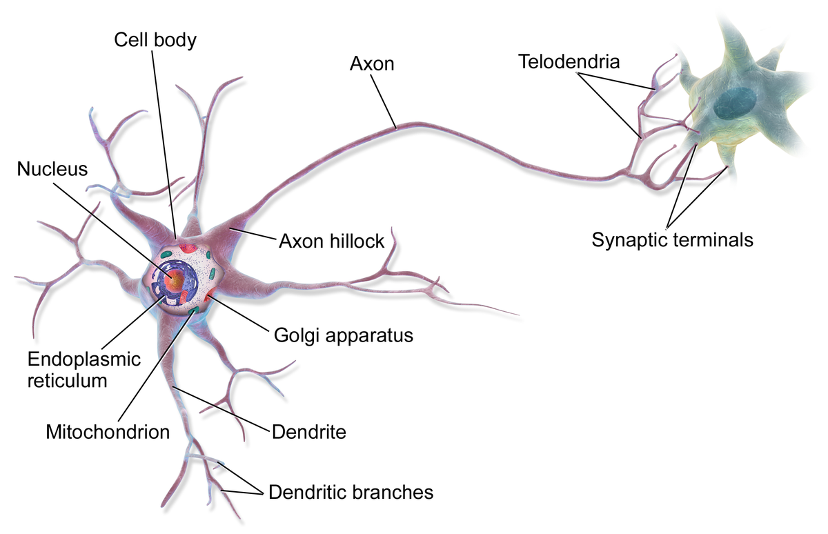 The Perceptron